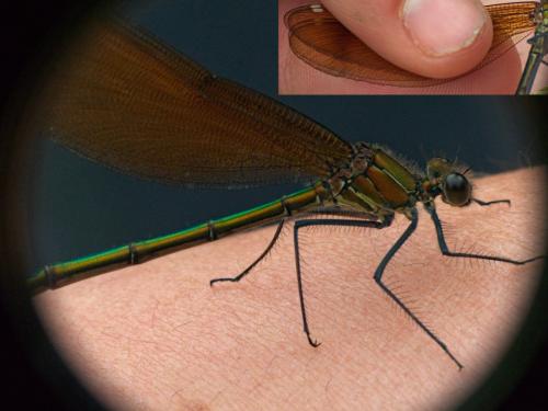 Réf. 300 782 : Calopteryx haemorrhoidalis